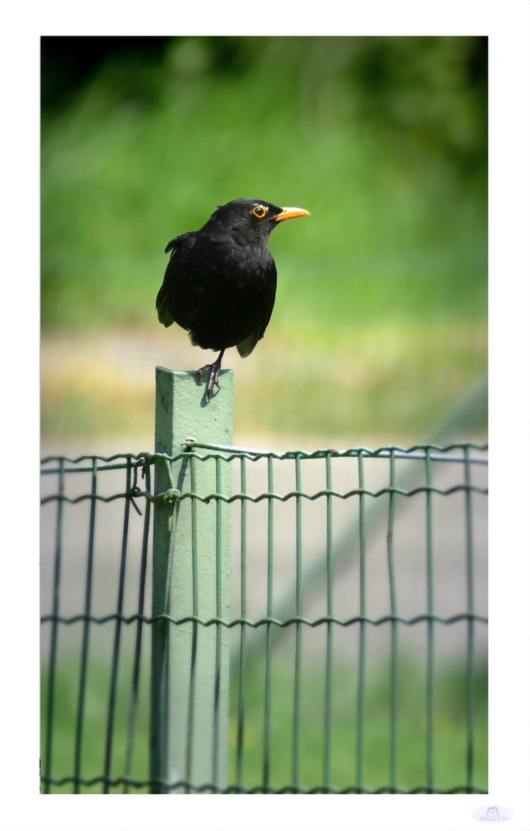 One more photo of my black bird friend : ) #panasonic #lumix #panasoniclumix #fz1000 #blackbird #merlo #merle #lumixfz1000 #Belgium #Meuse #Profondeville