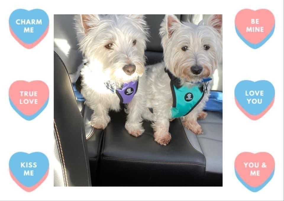 Happy Valentines pals. love from Rory &amp; Fraser  #westie #dogsoftwitter