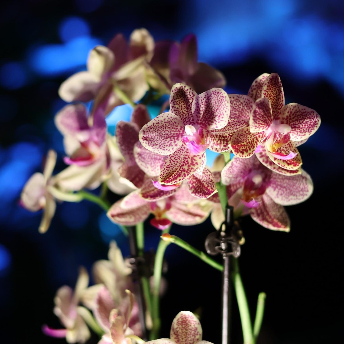 Happy Valentine's Day 💕 We hope your day is full of love and joy, no matter how you spend it

Love Week ends on February 18! Learn about the rest of our week’s romantic events at buffalogardens.com/products/love-…