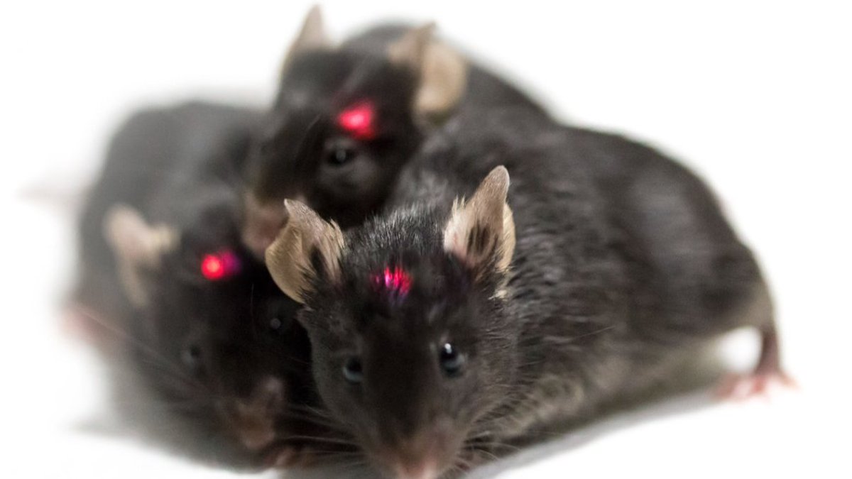 Happy Valentine's Day! Make sure to give a cuddle to your loved ones today like these mice! 🥰