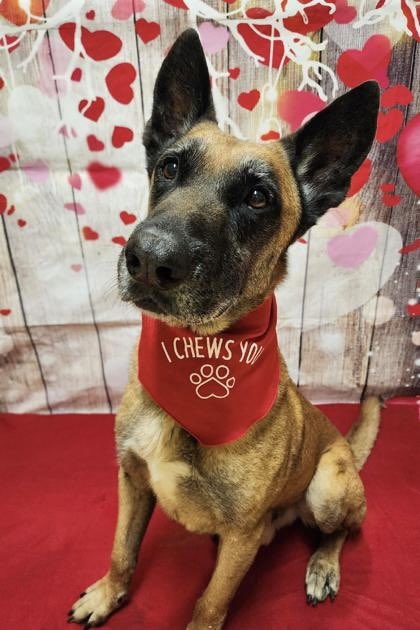 Happy Valentine’s Day from our adoptable dog of the month, Rex! ❤️ Rex is looking for somebody to CHEWS him this Valentine’s Day! He is the sweetest boy who loves to go on walks and cuddle on the couch. If you’re interested in this handsome guy, go to eahs4pets.com/copy-of-adopta…