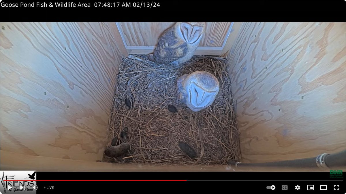 Happy Valetine's Day. A barn owl couple has moved into our new nest box at @INFishWildlife Goose Pond Fish & Wildlife Area. Watch online: youtube.com/watch?v=73ZNYD…