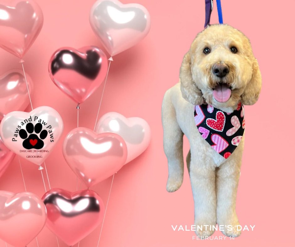 PawsandPawPaws's tweet image. The Paw-fect 🐾 Valentine does exist! 💌💘 #valentines #fureverlove #pawfect