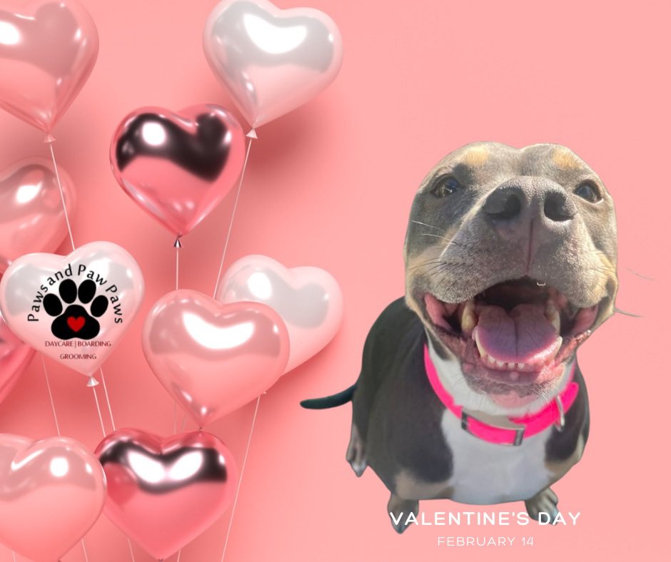 PawsandPawPaws's tweet image. The Paw-fect 🐾 Valentine does exist! 💌💘 #valentines #fureverlove #pawfect