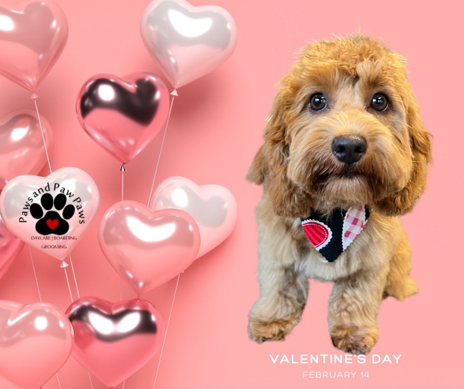 PawsandPawPaws's tweet image. The Paw-fect 🐾 Valentine does exist! 💌💘 #valentines #fureverlove #pawfect