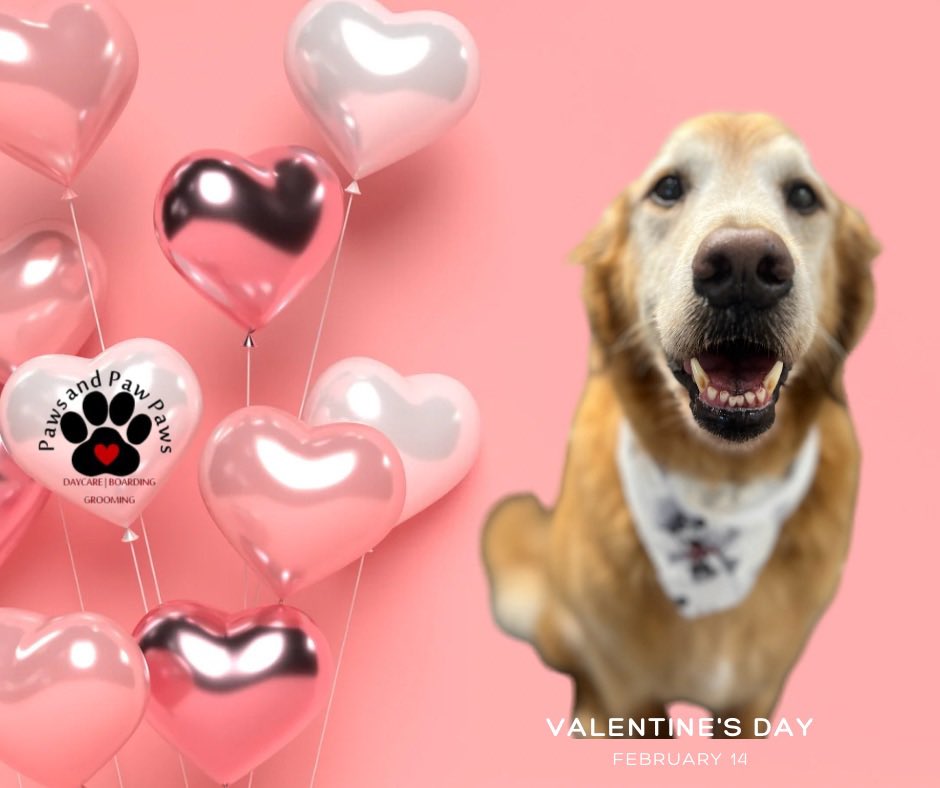 PawsandPawPaws's tweet image. The Paw-fect 🐾 Valentine does exist! 💌💘 #valentines #fureverlove #pawfect