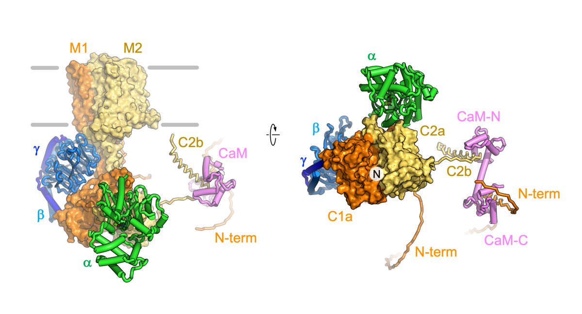 The paper by @KorkhovLab, together with @Picotti_Lab, Alexander Leitner and @federico_uliana, now out in @emboreports, describes the cryo-EM- and structural proteomics-based analysis of adenylyl cyclase AC8 and its macromolecular complexes. More: biol.ethz.ch/en/news-and-ev…