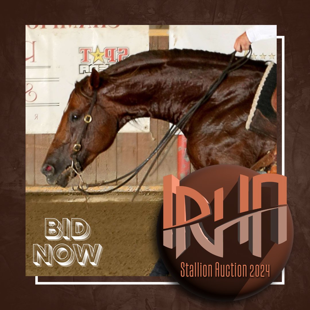 irhareining's tweet photo. ๐ฅ ENROLL YOUR STALLION AT #IRHA #STALLION #AUCTION BECOMING A SPECIAL PARTNER FOR 2024 IRHA #FUTURITY ๐ฎ๐น
.
๐ SPECIAL THANKS TO #ClaudioRisso TO DONATE A BREEDING OF #RsGreatJacFeona
๐๐๐
https://t.co/G9EvJLLa2t
.
๐ด #IrhaAuction ends 29/02/2024! https://t.co/AFlLo8K7pc