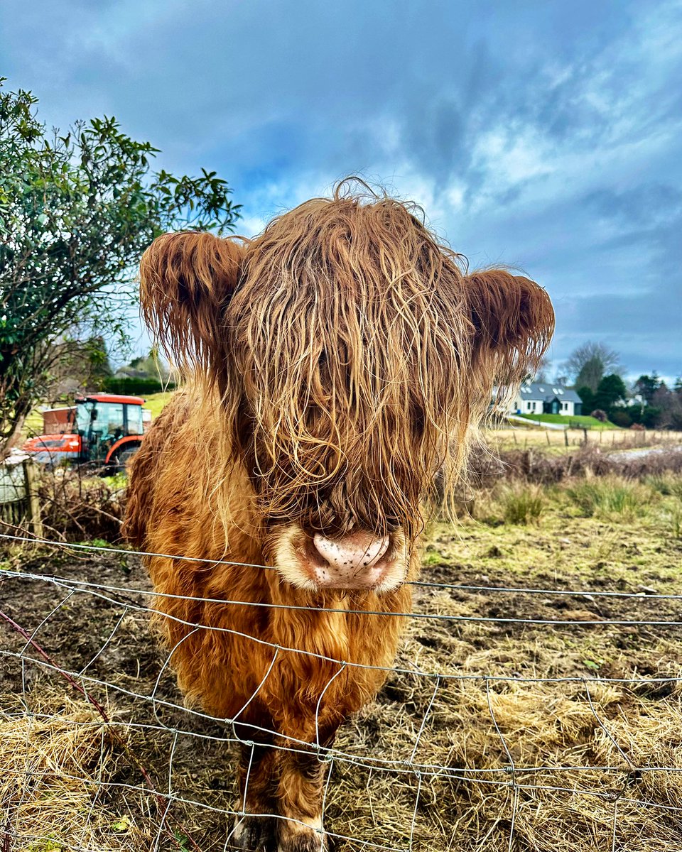 Like everyone on Skye, Dolaidh owns her bad hair days…