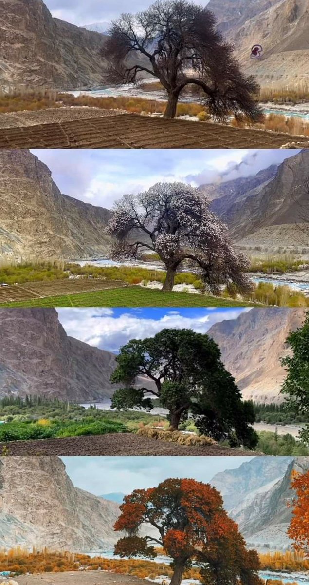 YumnaTariq10's tweet photo. One Tree, Four Seasons 🌳🍂❄️🌸
#Beautiful_Pakistan.🌴 https://t.co/d8adrCflmM