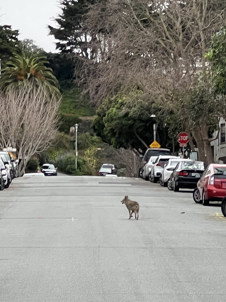 Coyotes of Telegraph Hill SanFrancisco❤️