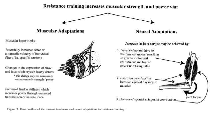 🏋️‍♂️💪🏼The consequences of resistance training for movement control in older adults academic.oup.com/biomedgerontol…