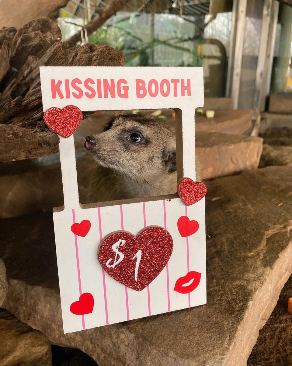 Demi on duty for the kissing booth 💋🐾 #ValentinesDay