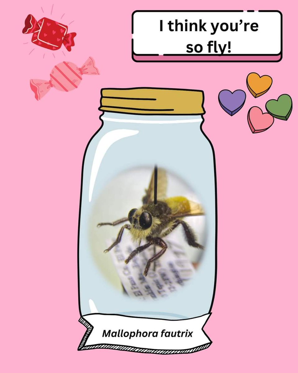 utepbc's tweet image. Love from #entomology ;)