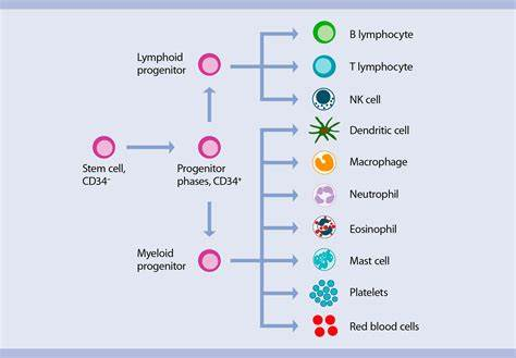 martahusto43409's tweet photo. @WesInman1 @resilient333 As the #CD34+stem cells, the #myeloid #progenitor cells, and the #lymphoid #progenitor cells are destroyed by the #COVID19 #shot, then what cells of the immune system are left to defend against #cancer? #TurboCancer, #MartaPath, #PathologistsForCOVID19Truth https://t.co/i945Bh7hX8