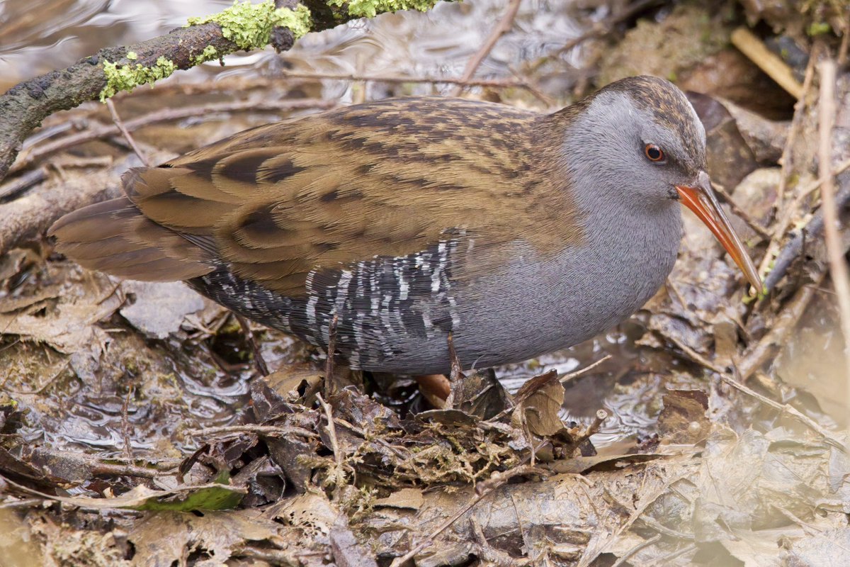 Neil_TFFD's tweet photo. I saw this Water Rail at RSPB Titchwell Marsh at the weekend. It was my closest and longest encounter with the species. @RSPBTitchwell @Britnatureguide @Natures_Voice @NorfolkWT https://t.co/9F6umy90sv