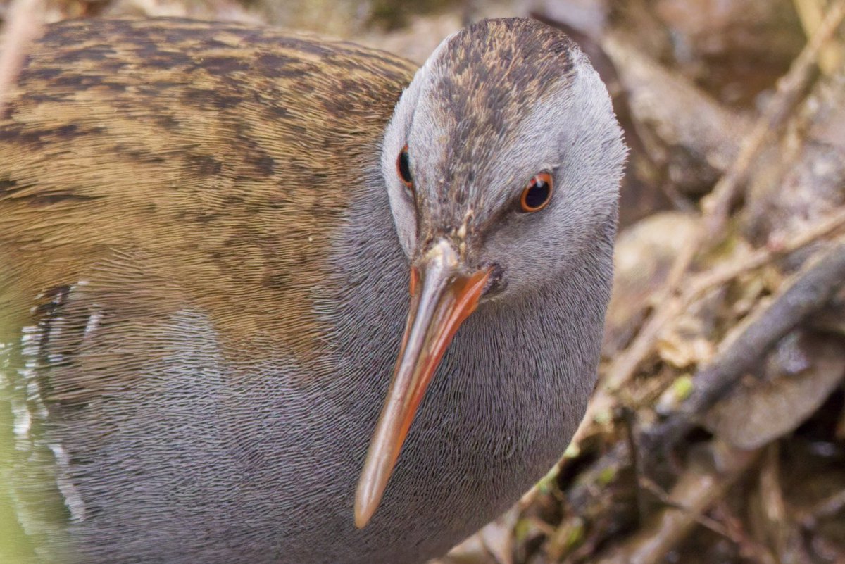 Neil_TFFD's tweet photo. I saw this Water Rail at RSPB Titchwell Marsh at the weekend. It was my closest and longest encounter with the species. @RSPBTitchwell @Britnatureguide @Natures_Voice @NorfolkWT https://t.co/9F6umy90sv
