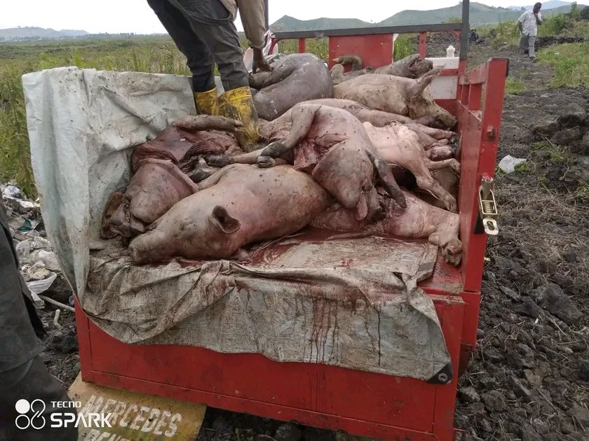 Daniel Michombero /Batubenga tweet media