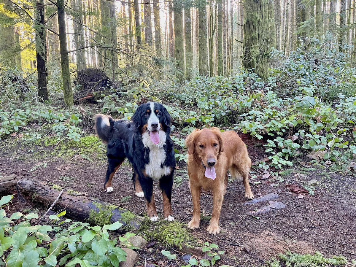 Happy trail buddies. 😍 . . . . . . #lizzie #whiskey #bernese #goldenretriever #happy