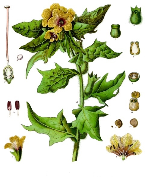 Hallucinogenic, painkiller and sedative or merely a weed? We frequently come across henbane in a range of archaeological features, from the Bronze Age onwards, so it's fascinating to see evidence of Roman medicinal use from the Netherlands! #WildWednesdays bit.ly/3OCCHvl