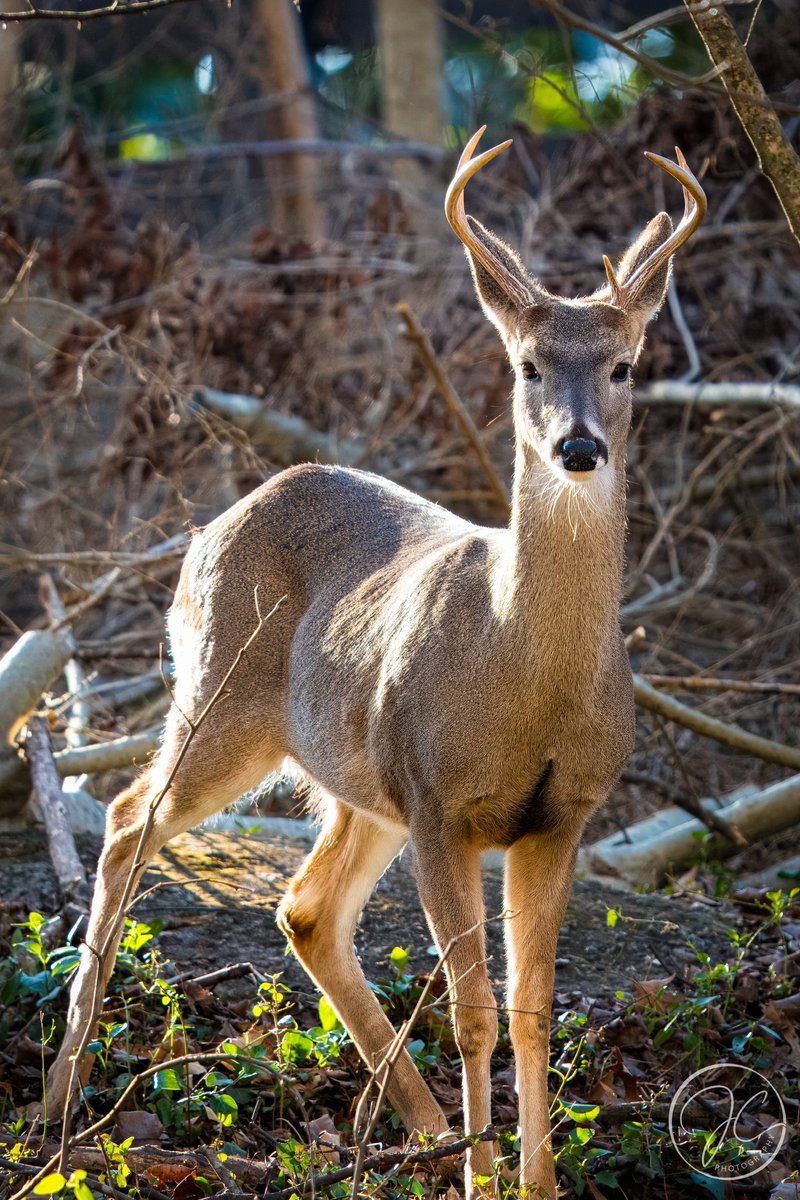 JCampy90's tweet photo. While walking Bean on one of our local trails, Haw Creek, Cassy and I came across this small herd of deer, eating and laying in the woods. They were all Does except this one young buck who was very interested in us and what we were doing in the woods. https://t.co/v9lkGdze7o