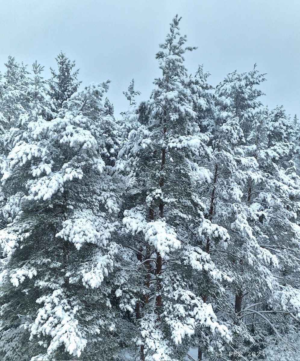 Winter.
#nature #winter #snow #trees #TreesPhoto #WinterPhoto