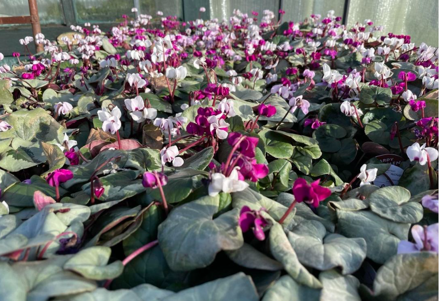 Cyclamen coum in full flower now. Such a welcome sign that Spring is just around the corner. #spring #perennials #herbaceous #horticulture #gardendesign #landscaping