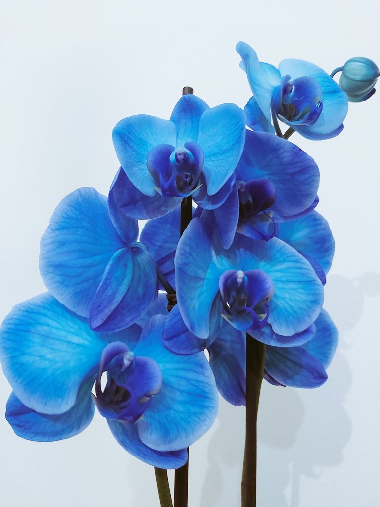 Nuria Fernández tweet media