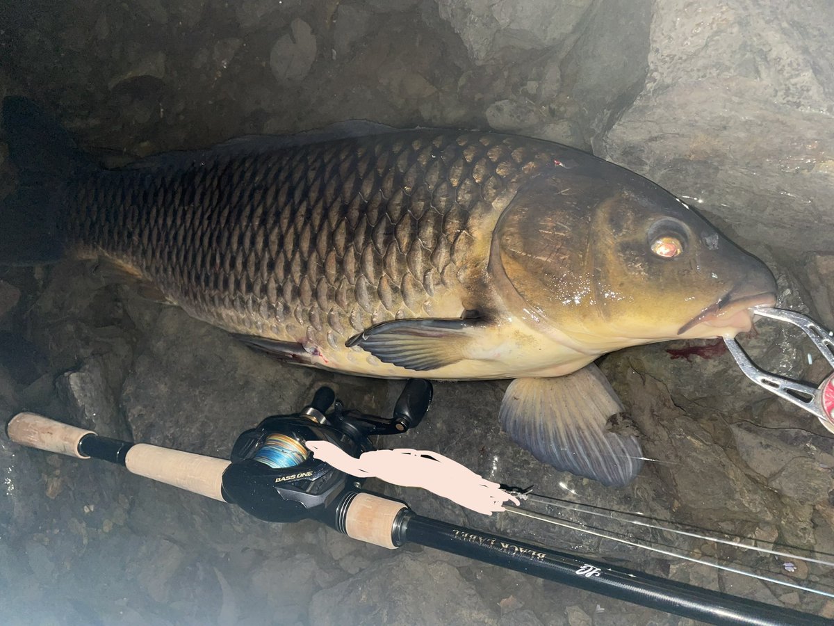 yuto_fishN's tweet photo. 2024初フィッシュ
60-70の鯉
完全に本命だと思った！
いい引きだった。 https://t.co/pIkEKg01fU