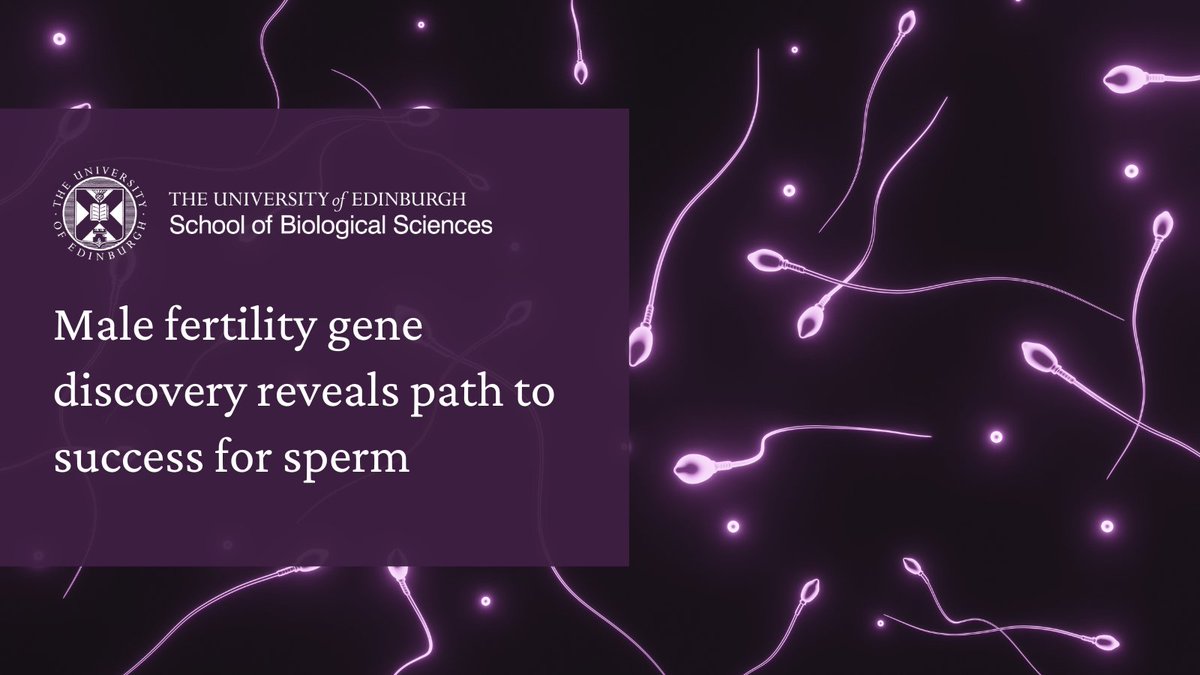 Biological Sciences | University of Edinburgh (@sbsated) on Twitter photo Discovery of a pair of genes that work in perfect harmony to protect male fertility, could provide new insights into some unexplained cases of the most severe form of infertility
Study by <a href="/CarrollDonal/">Donal O'Carroll</a> & <a href="/AnsgarZoch/">Ansgar Zoch</a> in <a href="/MolecularCell/">Molecular Cell</a>
➡️ edin.ac/4bwHpER Discovery of a pair of genes that work in perfect harmony to protect male fertility, could provide new insights into some unexplained cases of the most severe form of infertility
Study by <a href="/CarrollDonal/">Donal O'Carroll</a> & <a href="/AnsgarZoch/">Ansgar Zoch</a> in <a href="/MolecularCell/">Molecular Cell</a>
➡️ edin.ac/4bwHpER
