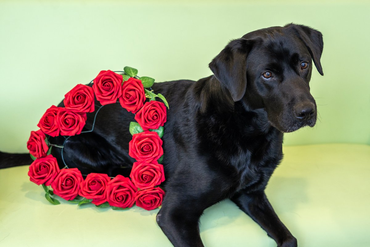 ur sweet PAWS therapy dog Captain, wishes everyone a safe and sweet #ValentinesDay!♥️🍫💐