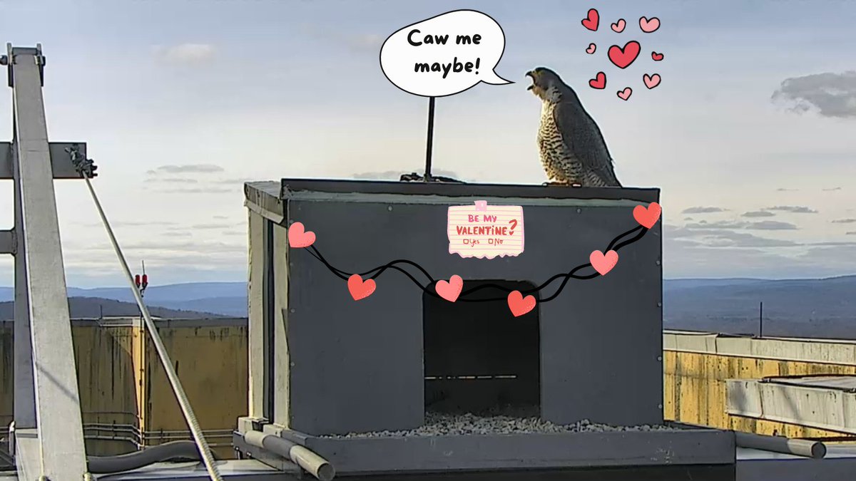 DuBoisFalcons's tweet photo. Caw me maybe? Seems like New Girl is sticking around; here's hoping we'll see some courtship behavior (head bows, scraping) soon between her and Webster! #ValentinesDay https://t.co/K5igW1LETW