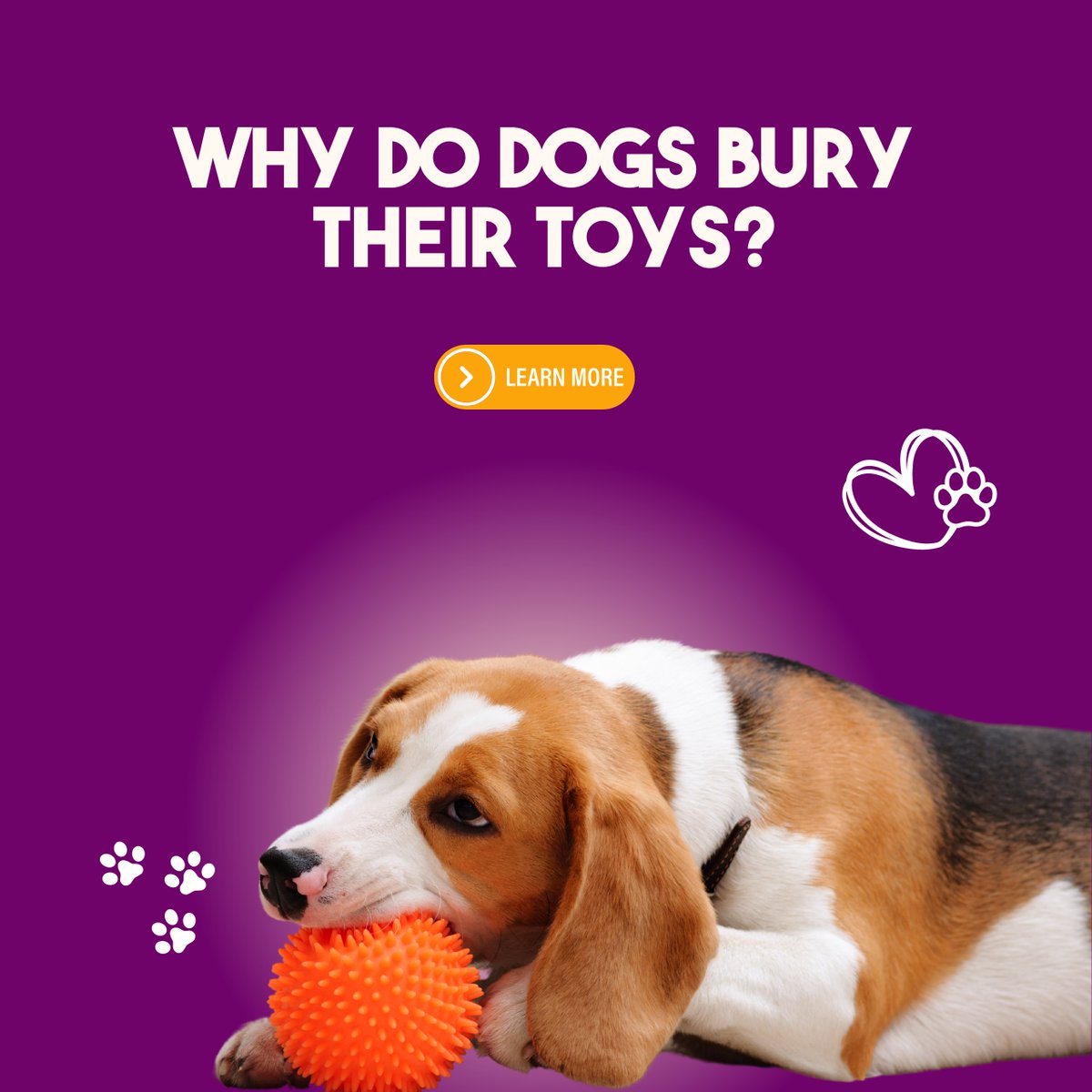 PupPampered's tweet image. Dogs bury stuff because they're part hoarder, part playful pup, and part treasure hunter! 😂 Ever caught your dog in the act? #thepamperedpup #dogbehavior #diggingdog #doglover
thepamperedpup.com