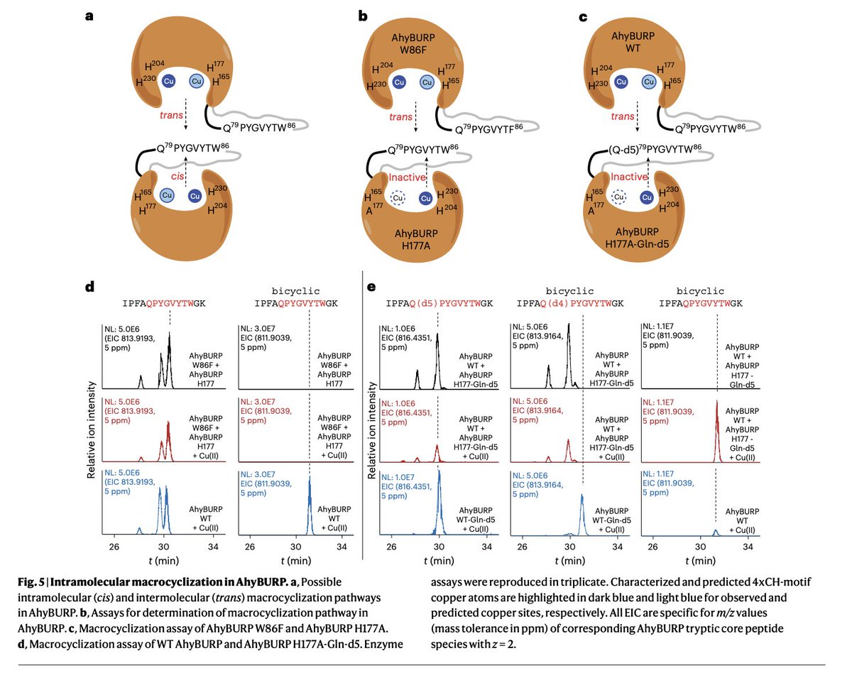 An intramolecular macrocyclase in plant #ribosomalpeptidebiosynthesis by Lisa Mydy, Jordan Hungerford, Desnor Chigumba @DesnorC, Jamie Konwerski, Sarah Jantzi, Di Wang, Janet Smith, and Roland Kersten @kersten_lab at @UMichPharmacy in @nchembio nature.com/articles/s4158…