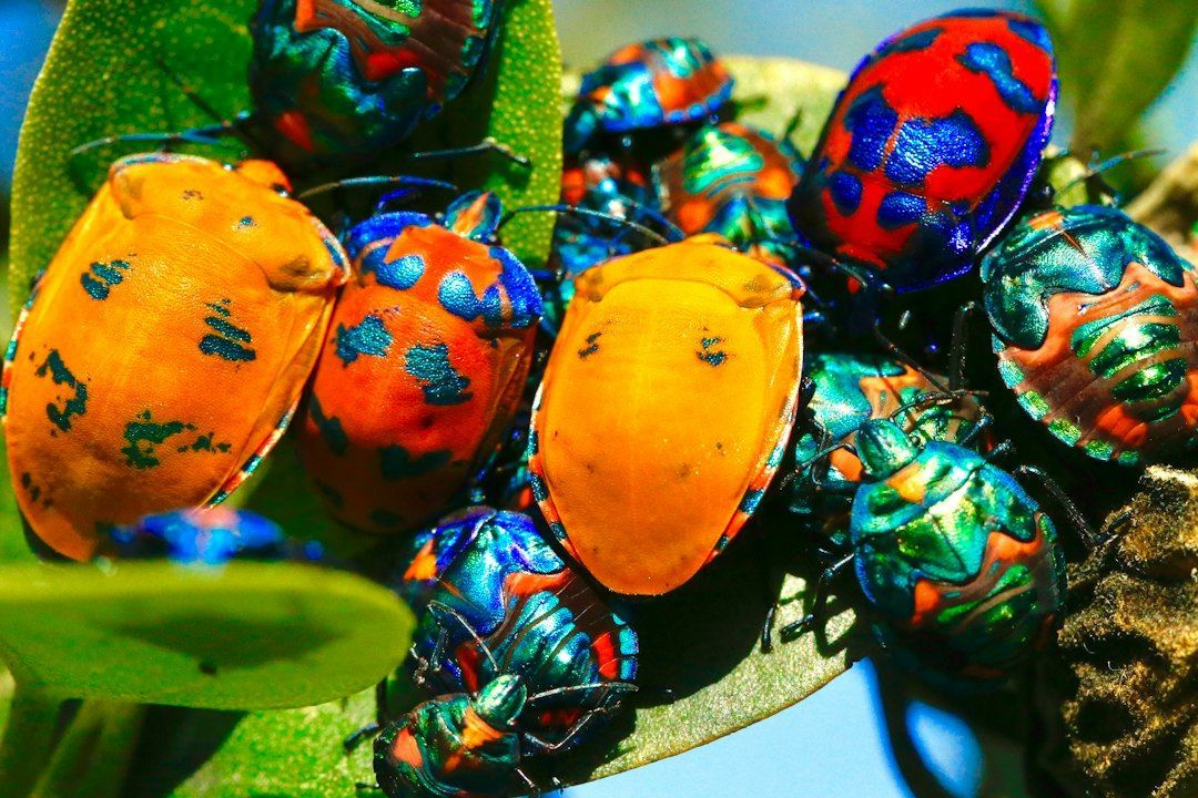 TestingWebSites's tweet image. Showcasing 48 of the best bug tracking tools including streamlined and easy to use bug tracking applications, free issue tracking software and project management apps. buff.ly/49rKpAE #bugtrackers #bugtrackingtools