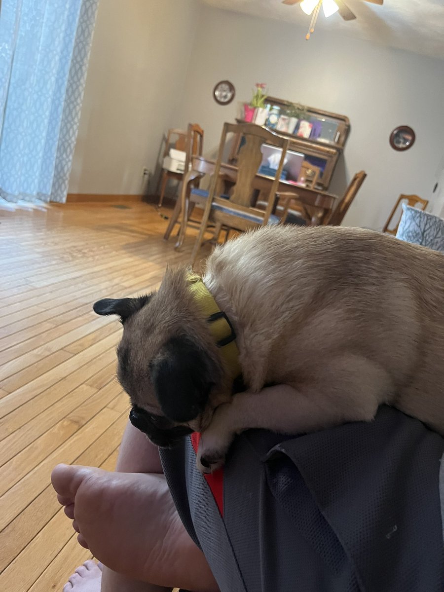 Happy Valentine’s Day

Here’s some free feet pic 
And a pug