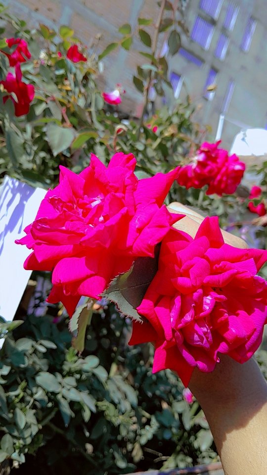 saifahassan26's tweet photo. #iloveroses #roses #Love #naturephoto #NatureBeauty #naturelovers #photography 🫰♥️ https://t.co/2EuQtP640Q