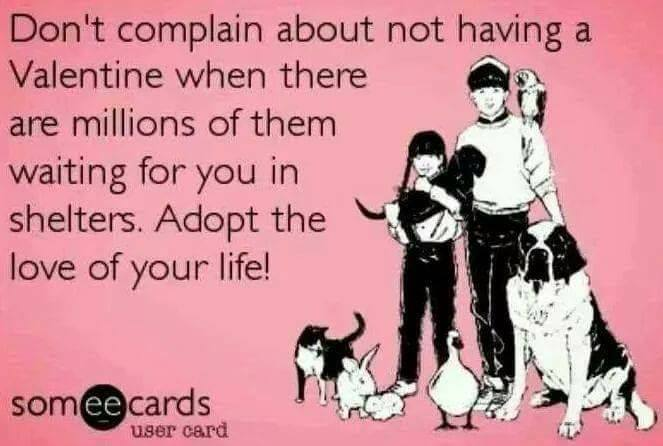 #AnimalShelters #RescueIsMyFavoriteBreed