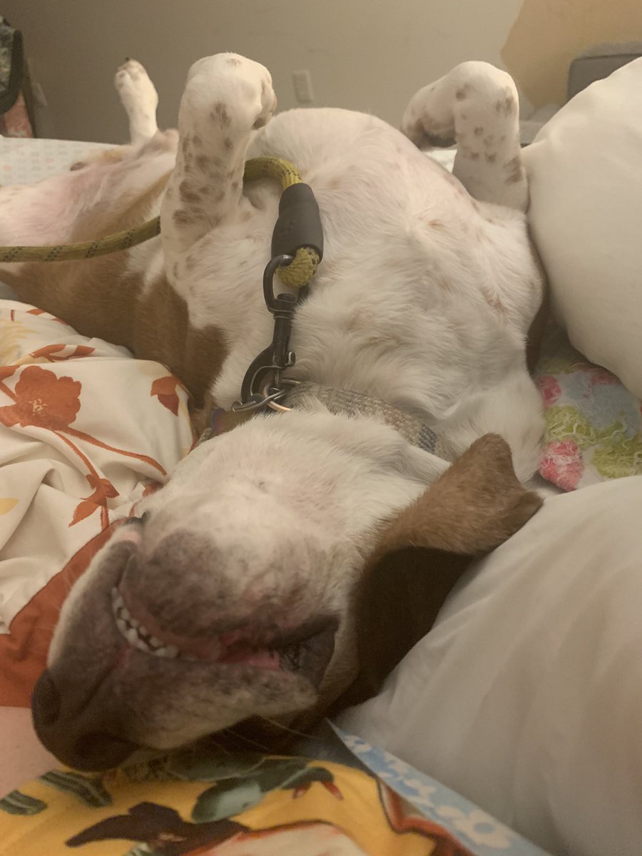 Heather Meek tweet media