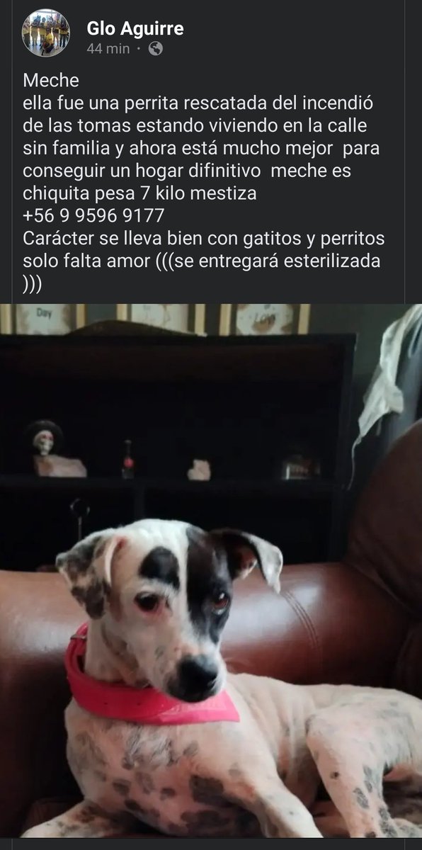 Andrea21gatita's tweet image. Esta belleza sexi rescatada del incendio busca un hogar donde la amen 🤍 Difundir 

#AdoptaNoCompres #MascotasIncendio #ViñaDelMar #Valparaíso #Santiago #Quilpué