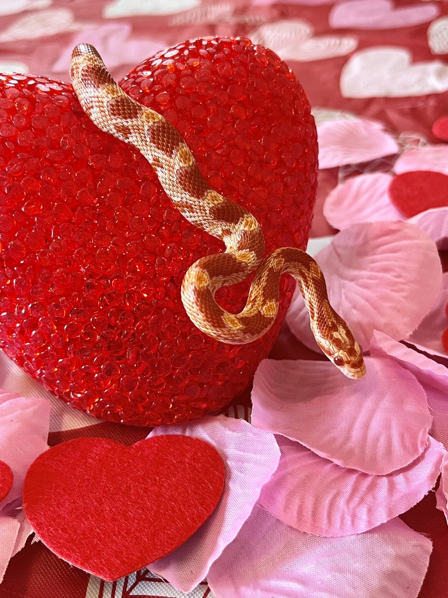 FrekkieMonster's tweet photo. Happy Valentine’s Day from both my noodles: Lobo and Spicy https://t.co/Eb5IDz1MXB
