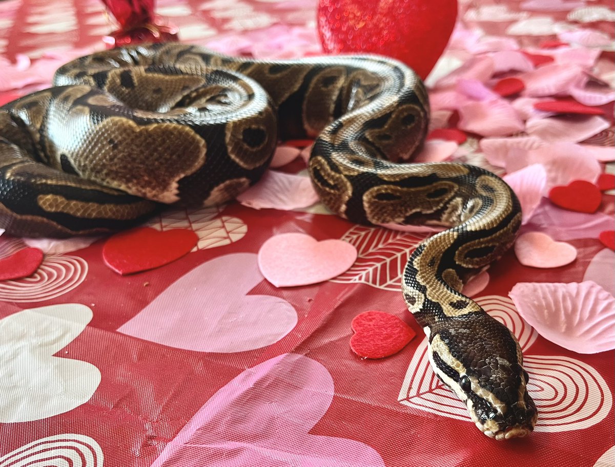 FrekkieMonster's tweet photo. Happy Valentine’s Day from both my noodles: Lobo and Spicy https://t.co/Eb5IDz1MXB