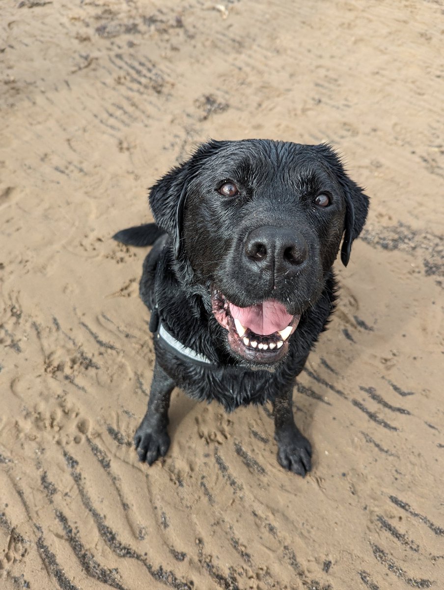 Happy Valentine's Day to all my lovely pals! Hope you all find/have found someone who looks at you like I look at Dad... (When he's cooking us all some steakums)  🤤 🐾🐾