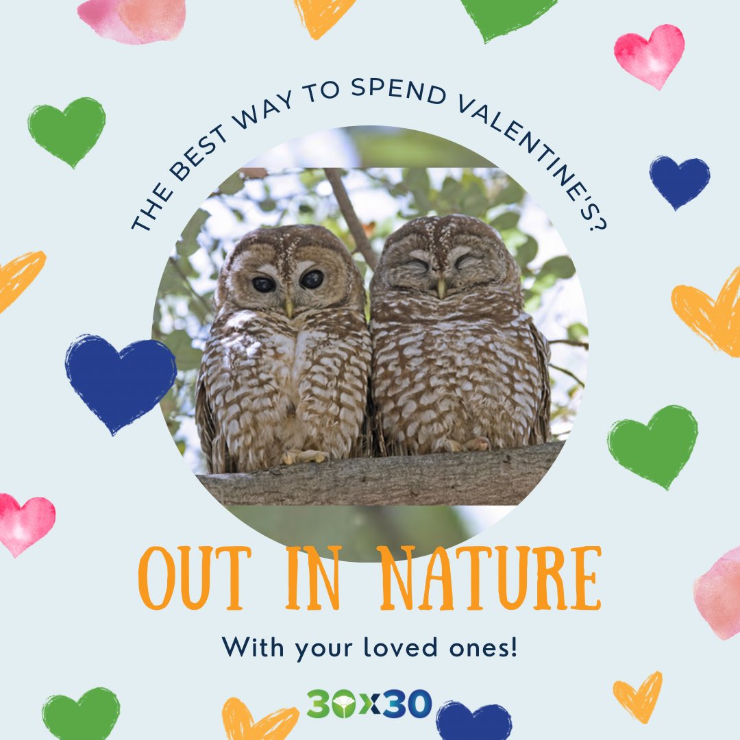 30x30CA's tweet image. Hoo hoo are you exploring nature with this #ValentinesDay? Did you know #spottedowls are mates for life and their overall population is declining? Let's keep the lovebirds together by supporting the 30x30 movement that helps protect and restore CA’s exceptional biodiversity!
