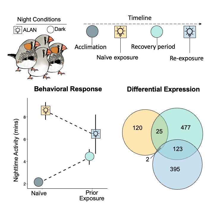 What a milestone to get my last phd chapter out in @iScience_CP! 🥳 We found behavioral habituation to dim #lightpollution in a 6-month experiment with zebra finches - accompanied by changes in gene expression that I hope will someday be followed up on! sciencedirect.com/science/articl…