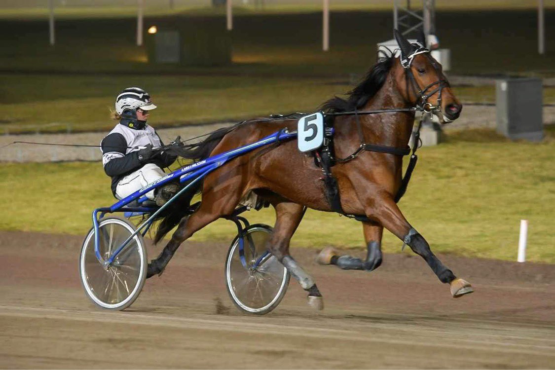 JSandkvist's tweet photo. Officiellt starthäst 🥹🫶🏻.
Mycket kvar att slipa på men ett steg i rätt riktning.
Googoo Pearl 💖 https://t.co/yF5IsiesY4