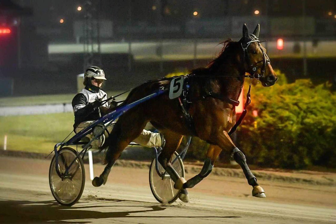 Officiellt starthäst 🥹🫶🏻.
Mycket kvar att slipa på men ett steg i rätt riktning.
Googoo Pearl 💖