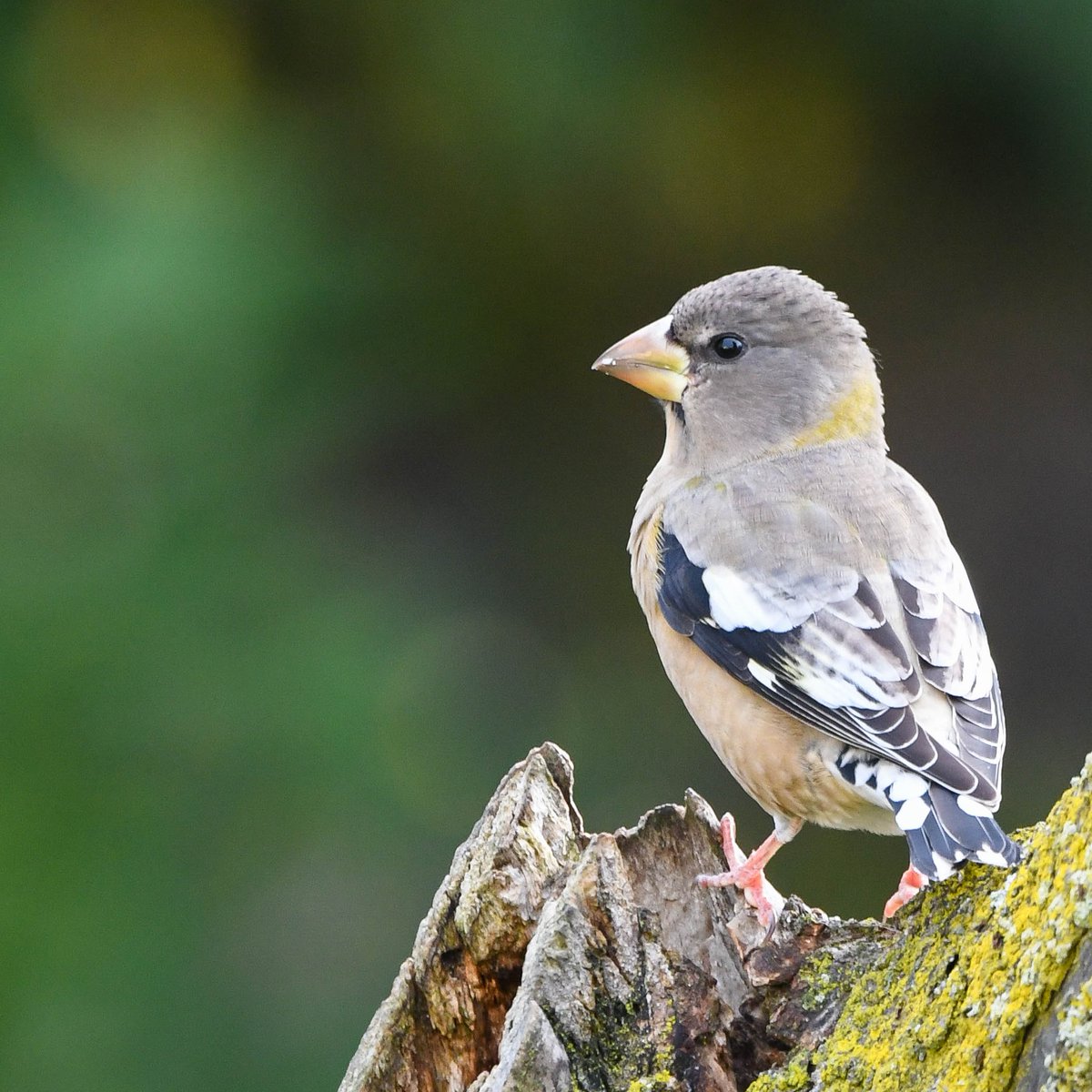 Environment Canada tweet media