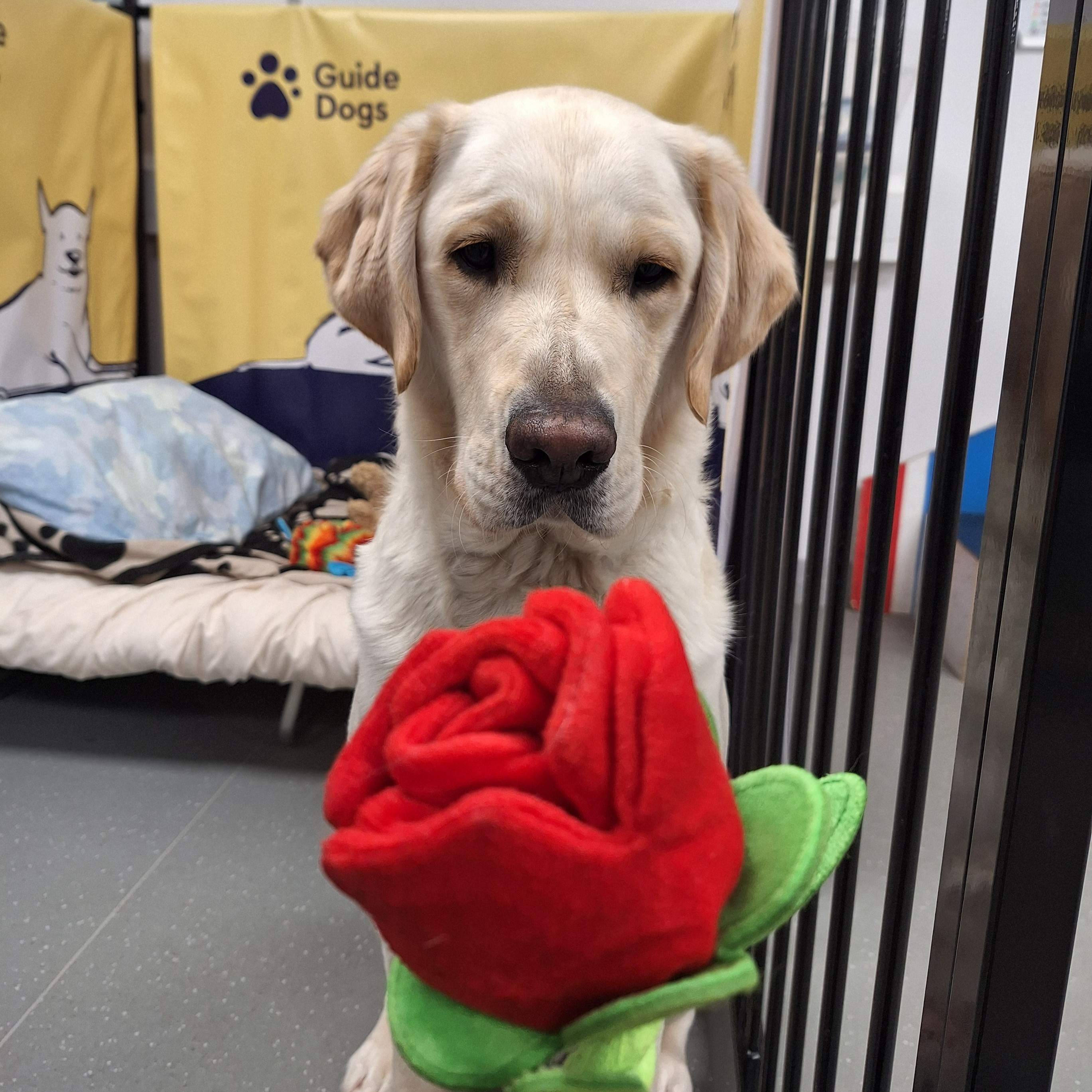 Guide dogs twitter sales