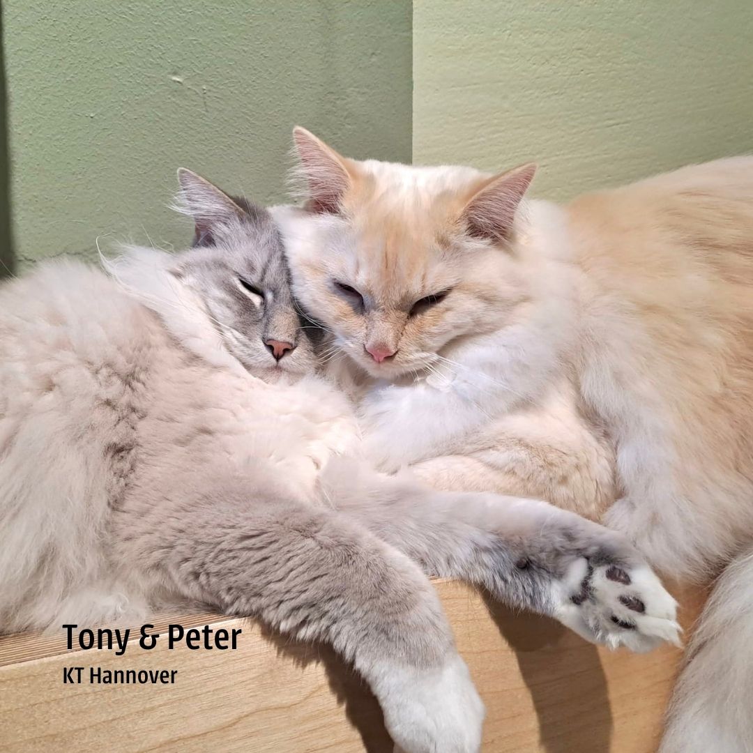 🌹😻 Valentinstagszauber im Katzentempel! 💑 🐈 Markiere eine Lieblingsperson, mit der Du gerne den Valentinstag verbringen würdest. 💚

#katzentempel #catsofinstagram #valentinstag #dateideen #valentinesday #veganrestaurant